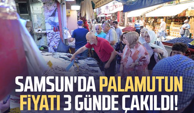 Samsun'da palamut patlaması: Tanesi 80 TL