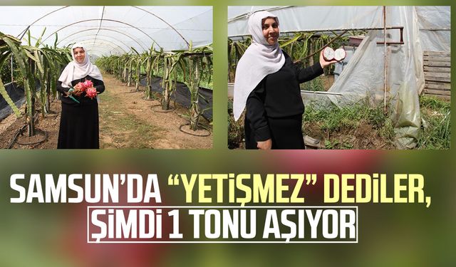 Samsun’da “yetişmez” dediler, şimdi 1 tonu aşıyor