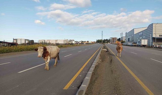 Yol ortasında başıboş yürüyen inekler tehlike oluşturdu