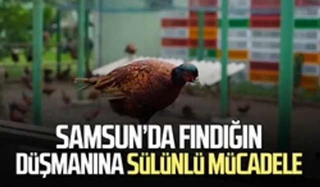 Fındığın düşmanına karşı sülünlü mücadele