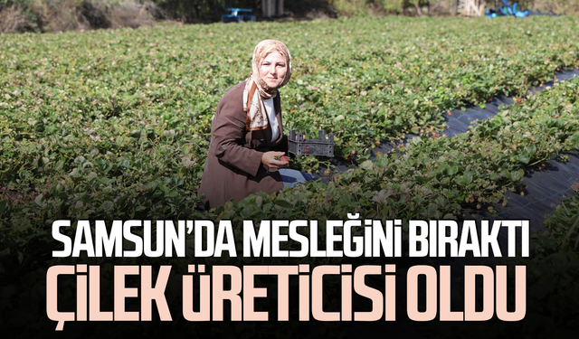 Peyzaj mimarıydı, çilek üreticisi oldu