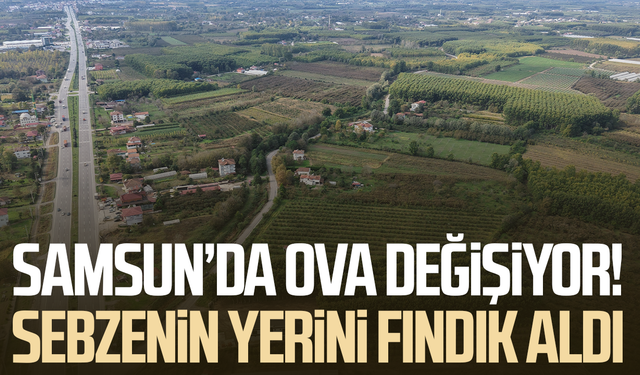 Türkiye'nin verimli ovasında acı değişim: Sebze tarlalarının yerini kavak ve fındık ağaçları aldı