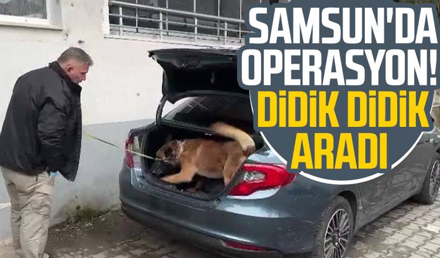 Samsun'da operasyon! Narkotik dedektör köpeği didik didik aradı