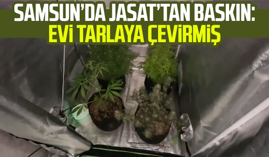 Samsun Kavak'ta jandarmadan baskın: Evi tarlaya çevirmiş
