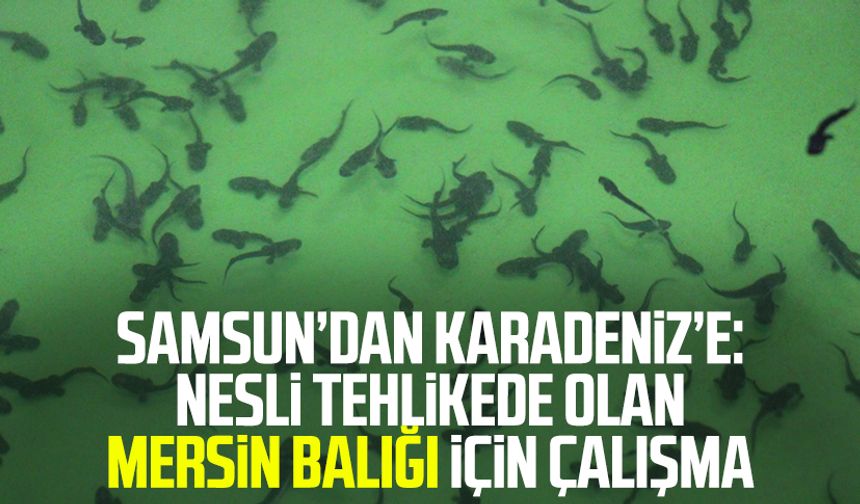 Samsun’dan Karadeniz’e: Nesli tehlikede olan Mersin balığı için çalışma