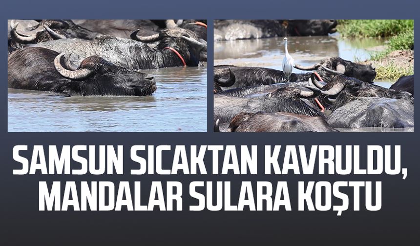 Samsun sıcaktan kavruldu, mandalar sulara koştu