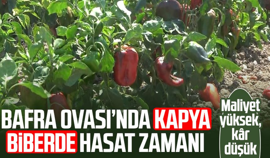 Bafra Ovası’nda kapya biberde hasat zamanı