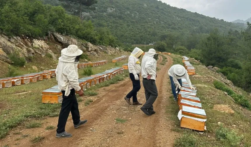 Samsun’da Arıcılığa Giriş ve Yerel Bitki Örtüsü