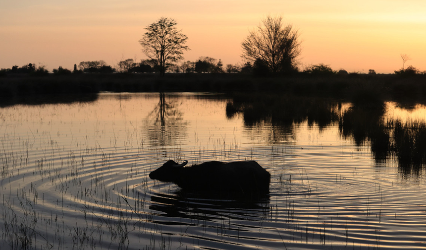 Kızılırmak Deltası’nda Gün Doğumunu İzlemek: Eşsiz Bir Deneyim