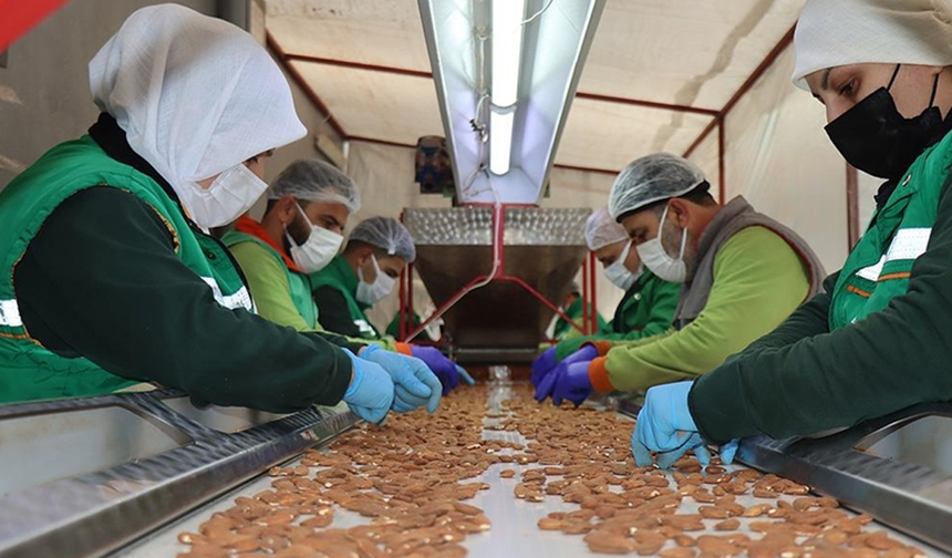 Samsun’da Kooperatifler Yerel Kalkınmayı Nasıl Güçlendiriyor?