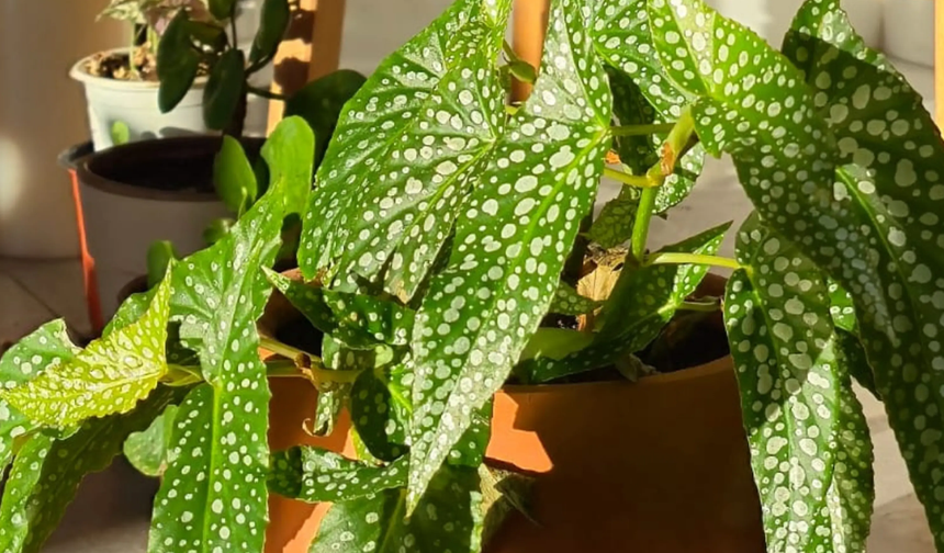 Karadeniz İkliminde Ev Bitkileri: Tür Seçimi ve Bakım Tüyoları