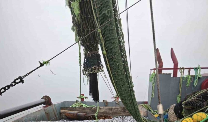 Samsun’da 1 milyon 843 bin 550 kilo hamsi denetlendi