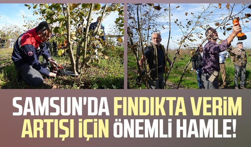 Samsun'da fındıkta verim artışı için önemli hamle!
