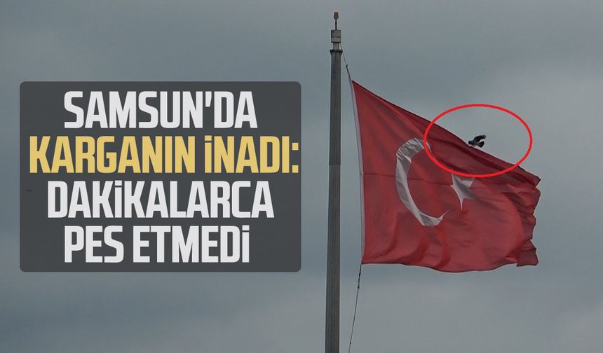 Samsun'da karganın inadı: Dakikalarca pes etmedi