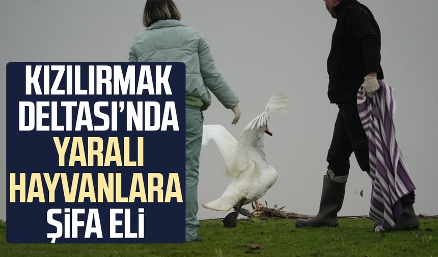 Samsun'da yaban hayatına merhamet eli - samsuncanlihaber.com