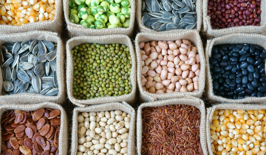 Samsun’un Yöresel Atalık Tohumlarının Mutfağa Katkısı