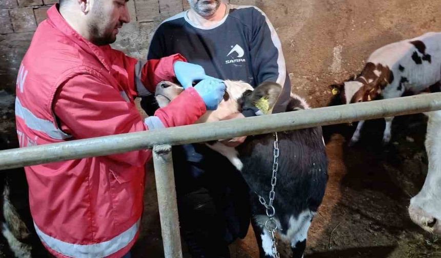 Çarşamba'da büyükbaş hayvanlara şap ve brucella aşısı