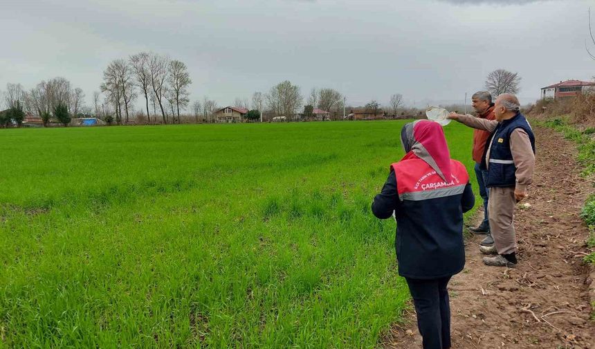 Çarşamba'da fenolojik gözlem ve destekleme çalışmaları