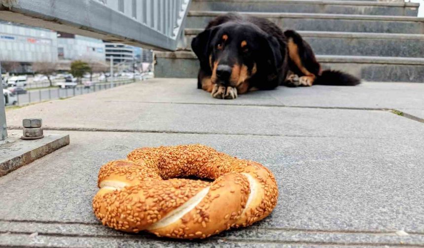 Samsun'da 1 yılda 60 bin hayvana çip takıldı