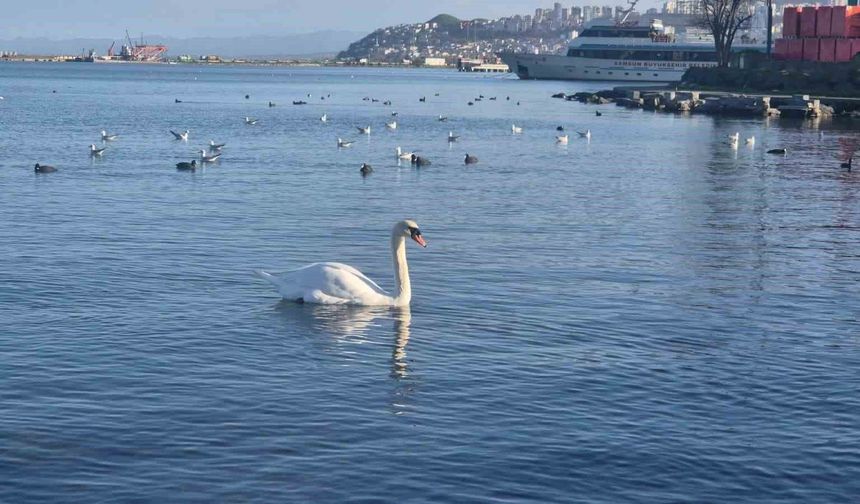 Samsun'da yabani kuşlardan görsel şölen