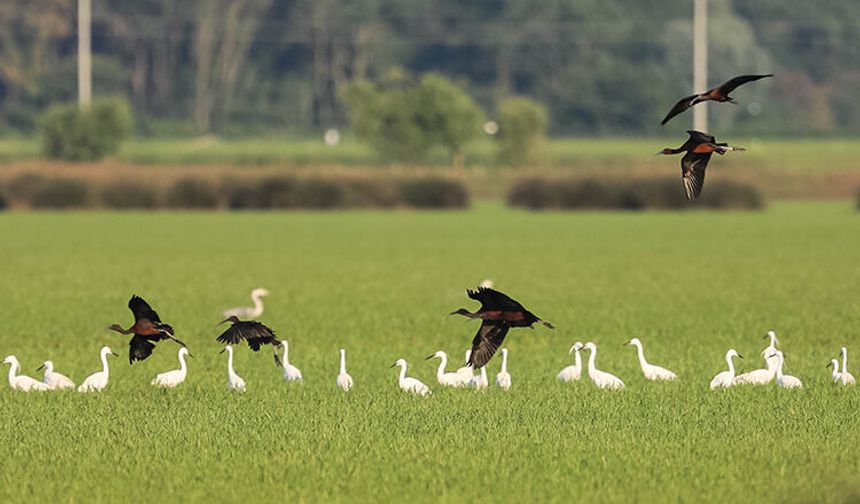 Kızılırmak Deltası Kuş Cenneti’nde Doğa Gözlemi