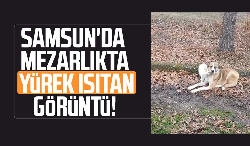 Kedi ve köpeğin dostluğu yüzleri güldürdü