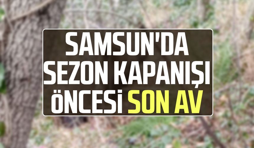 Samsun'da avcıların sezon finali: 3 domuz avlandı