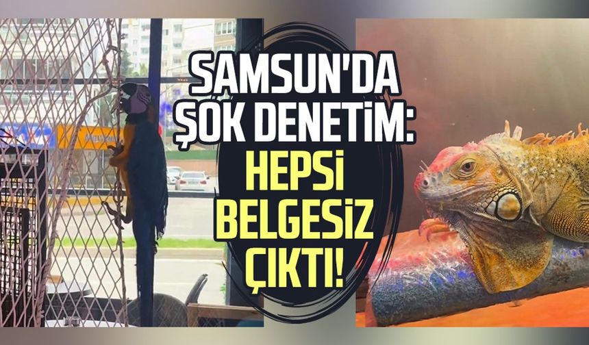 Koruma altındaki 3 hayvan Samsun'da ele geçirildi