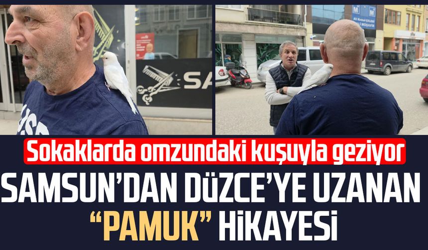 Samsun’dan Düzce’ye uzanan “Pamuk” hikayesi
