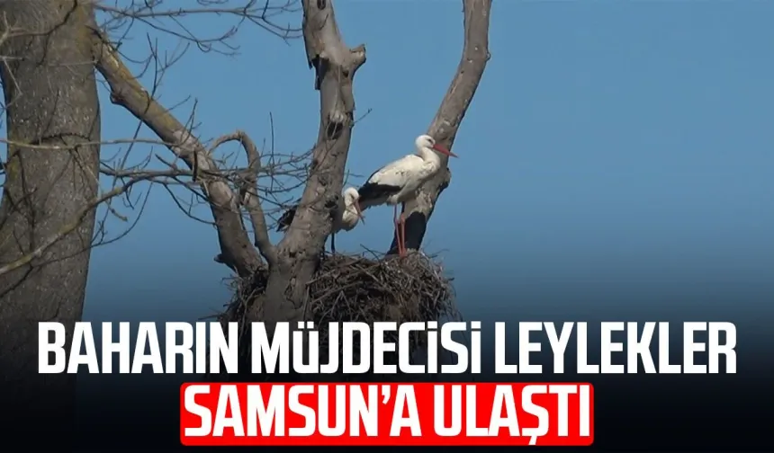 Leylekler baharın müjdesiyle geri döndü