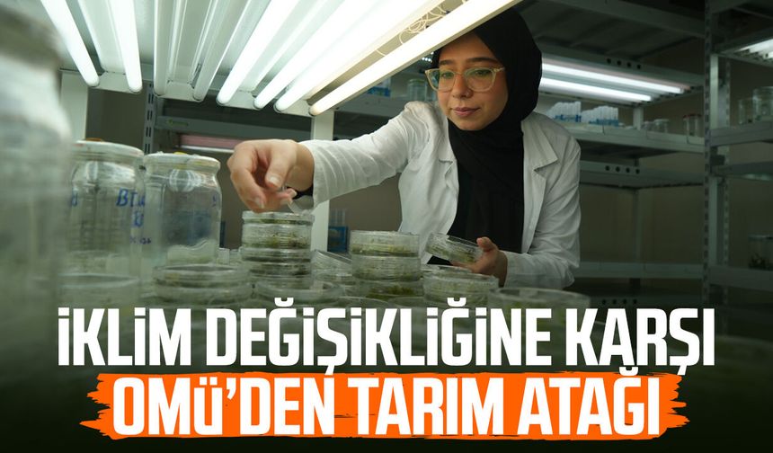 Kuraklığa dayanıklı domatesler geliştiriliyor