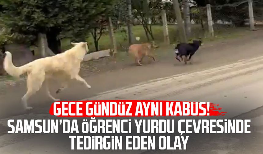 Samsun’da Turgut Özal Yurdu çevresinde başıboş köpek kabusu