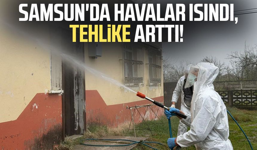 Samsun'da kokarca zararlısına karşı mücadele sürüyor