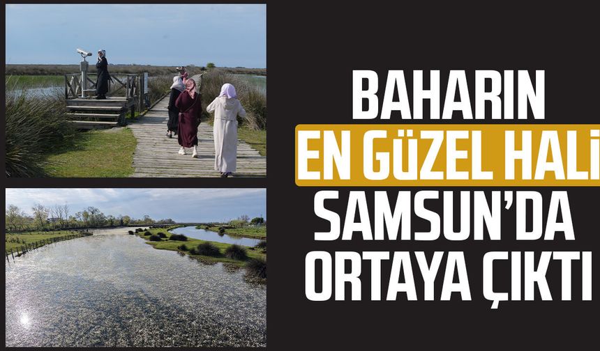 Baharın güzelliği deltada: Su papatyaları ve mandalarıyla ziyaretçilerin ilgi odağı