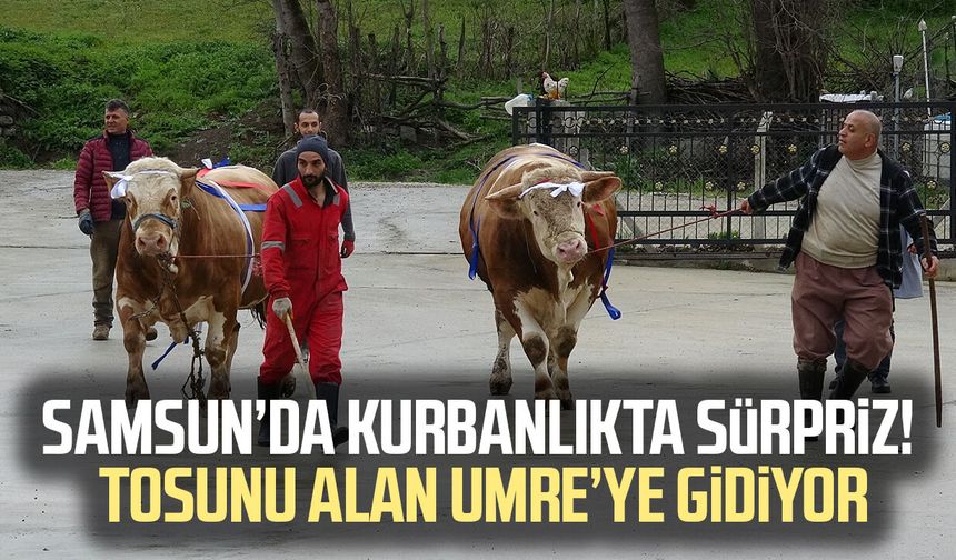 Kurban Bayramı yaklaşırken tonluk kurbanlıklar satışta