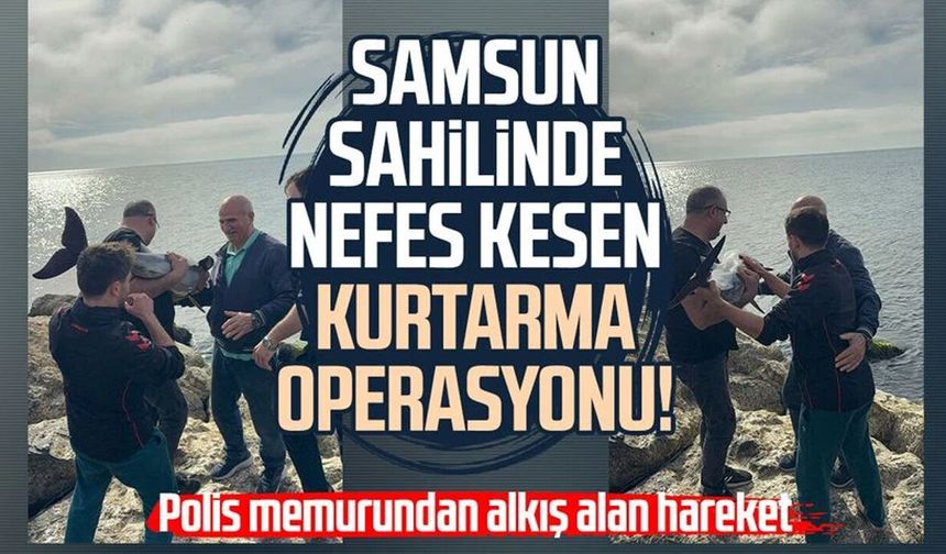 Kayalıklara sıkışan yunusu polis memuru kurtardı