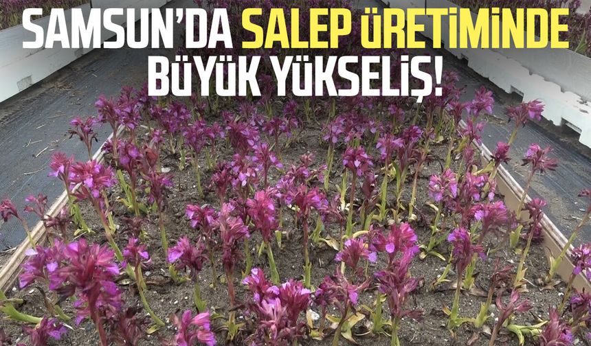 Doğadan tarlaya salep yolculuğu Samsun'da büyüyor