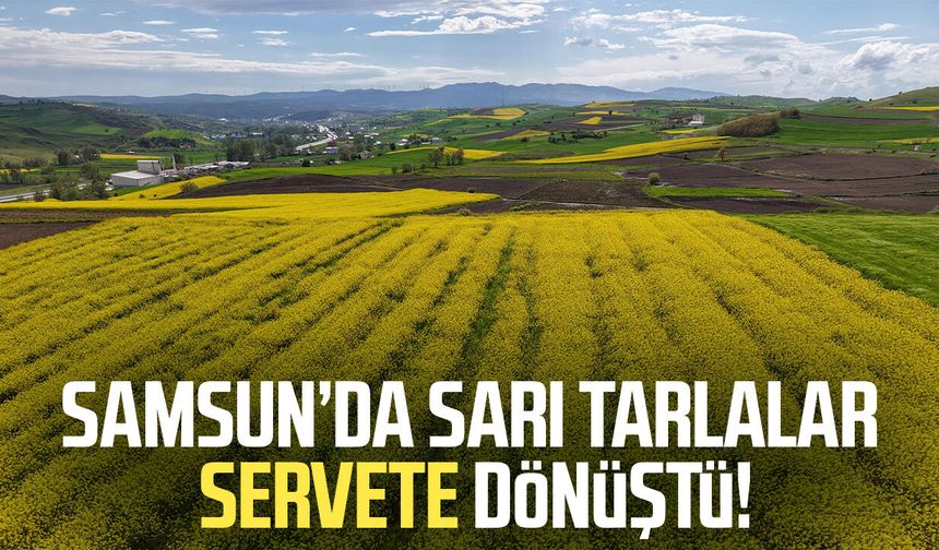 Samsun'da kanola üretimi 47 bin dekara ulaştı: Ekonomiye 350 milyon TL katkı