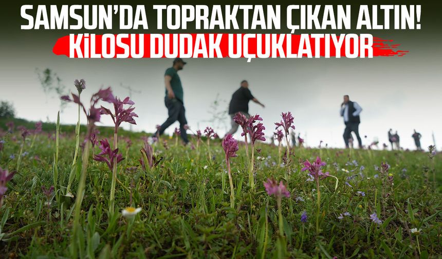 'Topraktaki altın' salebin hasadı başladı: Kilosu 12 bin TL