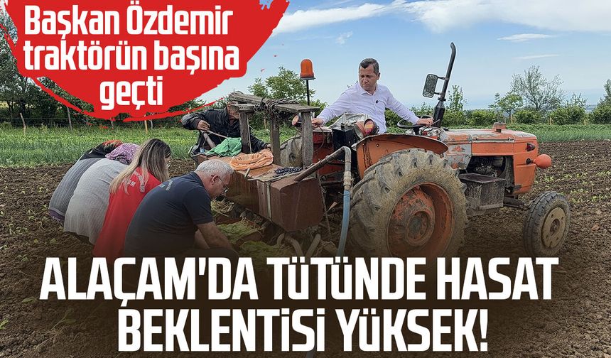 Alaçam'da tütünde hasat beklentisi yüksek!