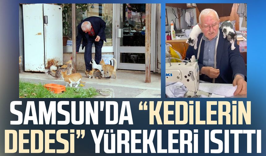 Samsun'da sokak kedilerinin dedesi kimsesiz kedilere sıcak yuva oluyor