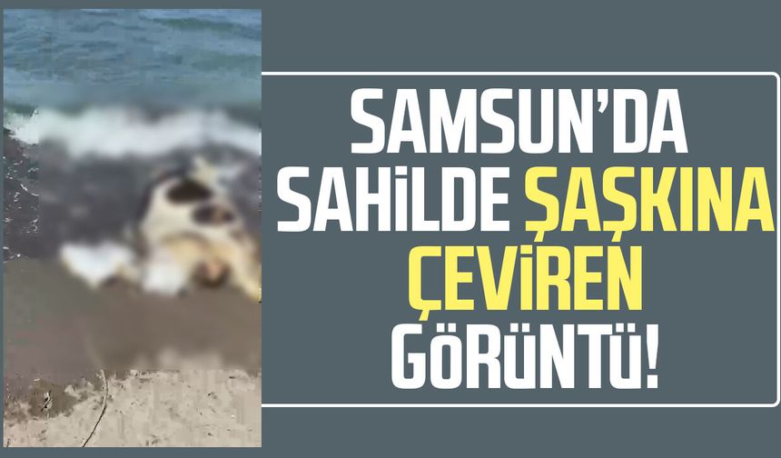 Samsun'da ölü inek kıyıya vurdu!