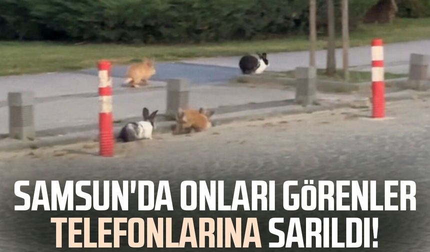 Atakum sahilinde tavşanlar dikkat çekti