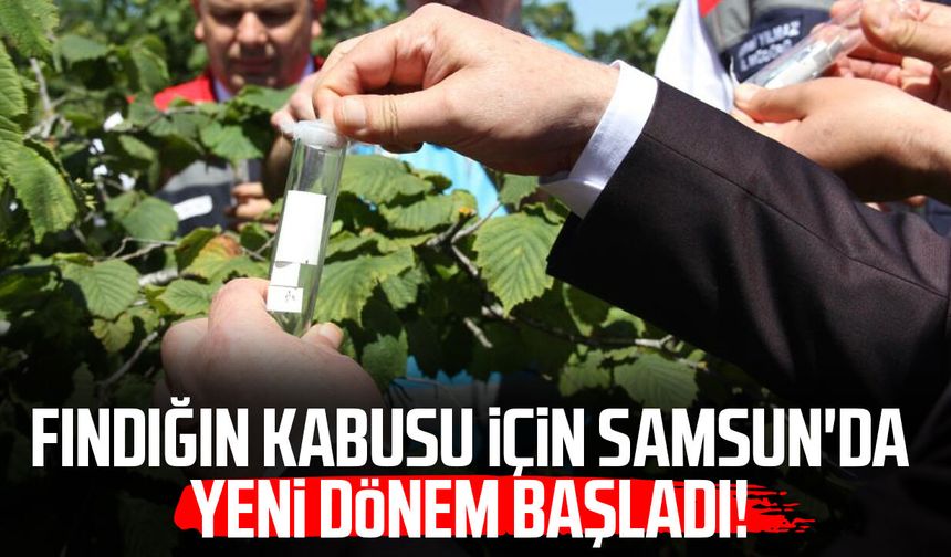 Kokarcanın sonunu samuray arısı getirecek: 1,65 milyonluk biyolojik savaş