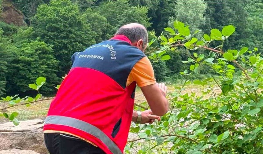 Çarşamba Ovası'nda samuray arıcığı salındı