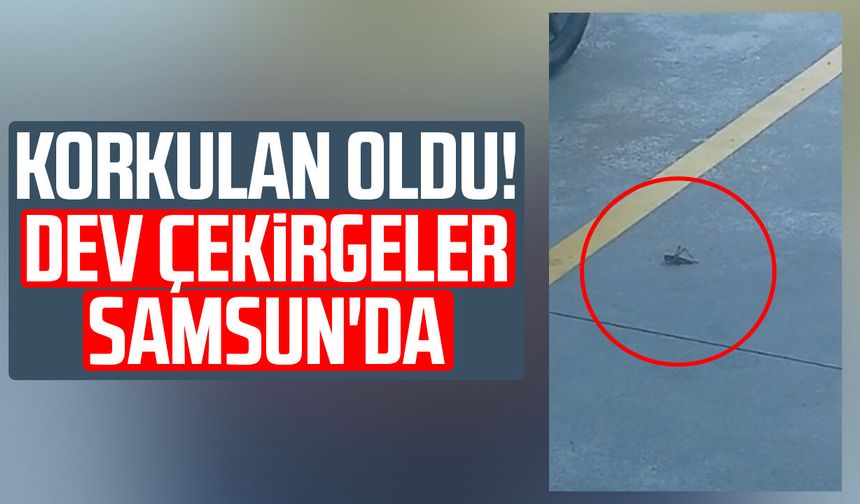 Korkulan oldu! Dev çekirgeler Samsun'da