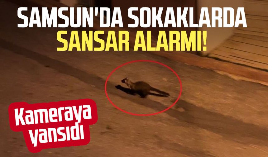 Bu mahallede geceleri sansarlar geziyor