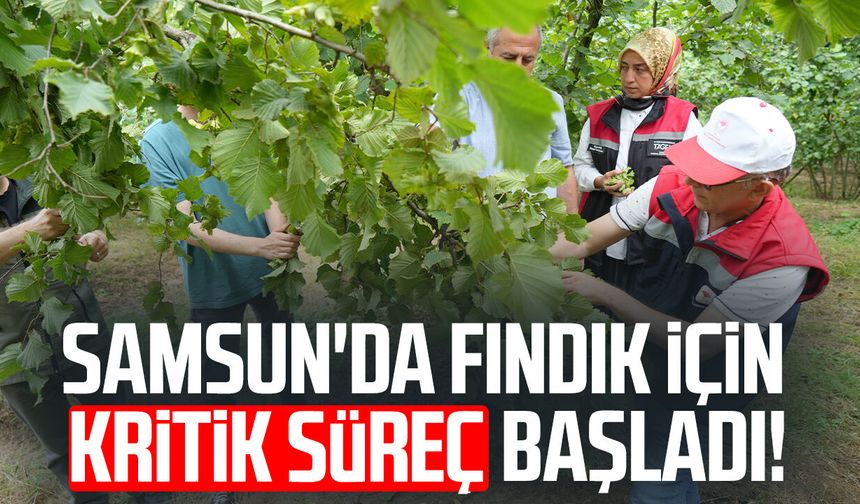 Samsun'da fındıkta rekolte mesaisi: Bahçelerde sayım başladı