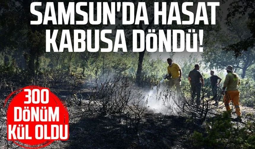 Samsun'da hasat sırasında yangın: Yaklaşık 300 dönüm buğday ekili alan hasar gördü