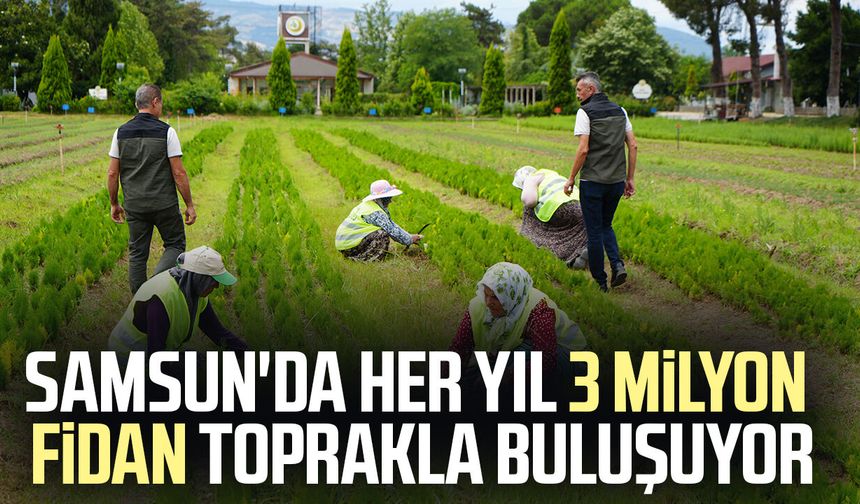 Samsun'dan 'Yeşil Vatan'a yılda 3 milyon fidan